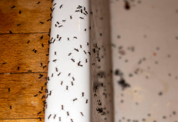 Best Flea Control Services  in Perry, UT