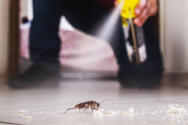 Best Flea Control Services  in Perry, UT