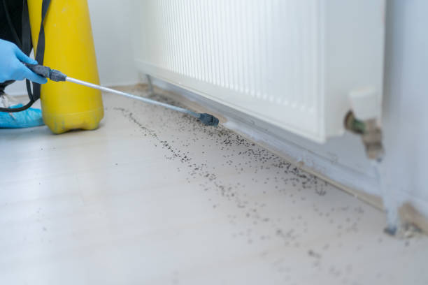 Wasp Removal Services in Perry, UT