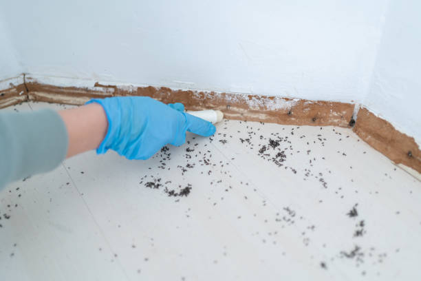 Best Bed Bug Extermination  in Perry, UT