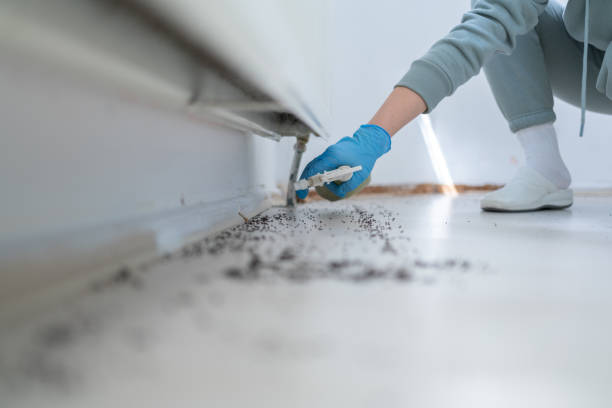 Best Affordable Pest Control Services  in Perry, UT